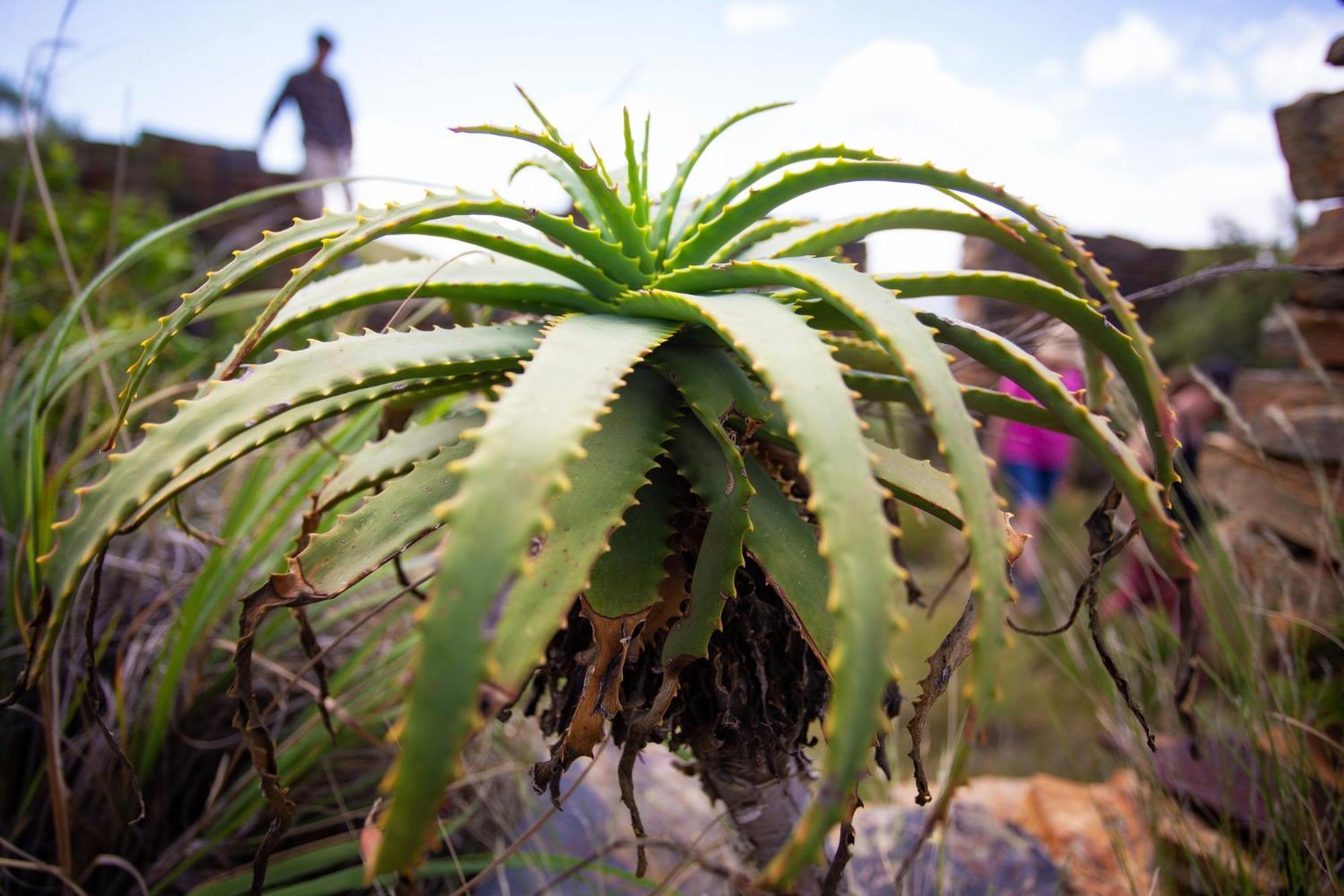 Paardeplaats Nature Retreat Rhenosterhoek ภายนอก รูปภาพ